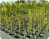 Madeireira em Parauapebas Pará