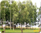 Madeireira em Parauapebas Pará