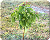 Madeireira em Parauapebas Pará