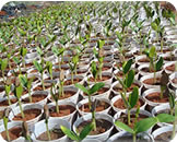 Madeireira em Parauapebas Pará