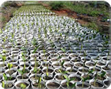 Madeireira em Parauapebas Pará