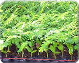 Madeireira em Parauapebas Pará