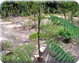 Madeireira em Parauapebas Pará