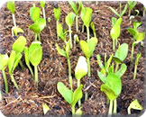 Madeireira em Parauapebas Pará