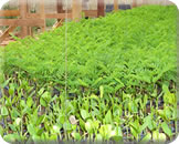 Madeireira em Parauapebas Pará