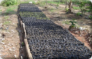 Madeireira em Parauapebas Pará